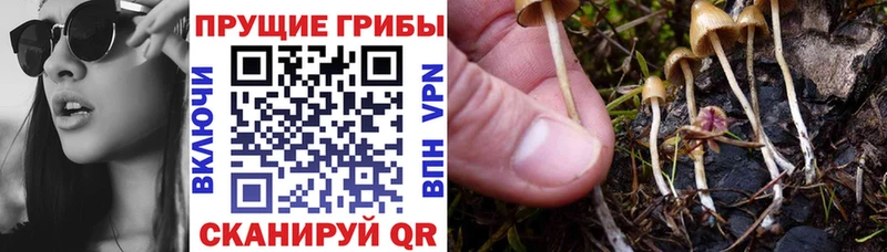 Псилоцибиновые грибы GOLDEN TEACHER  Игарка 